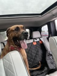 Found/Stray Male Dog last seen Chuck wood and Indian trail, Lake Norman of Iredell, NC 28117