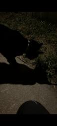 Found/Stray Unknown Cat last seen S lemay ave, Fort Collins, CO 80525