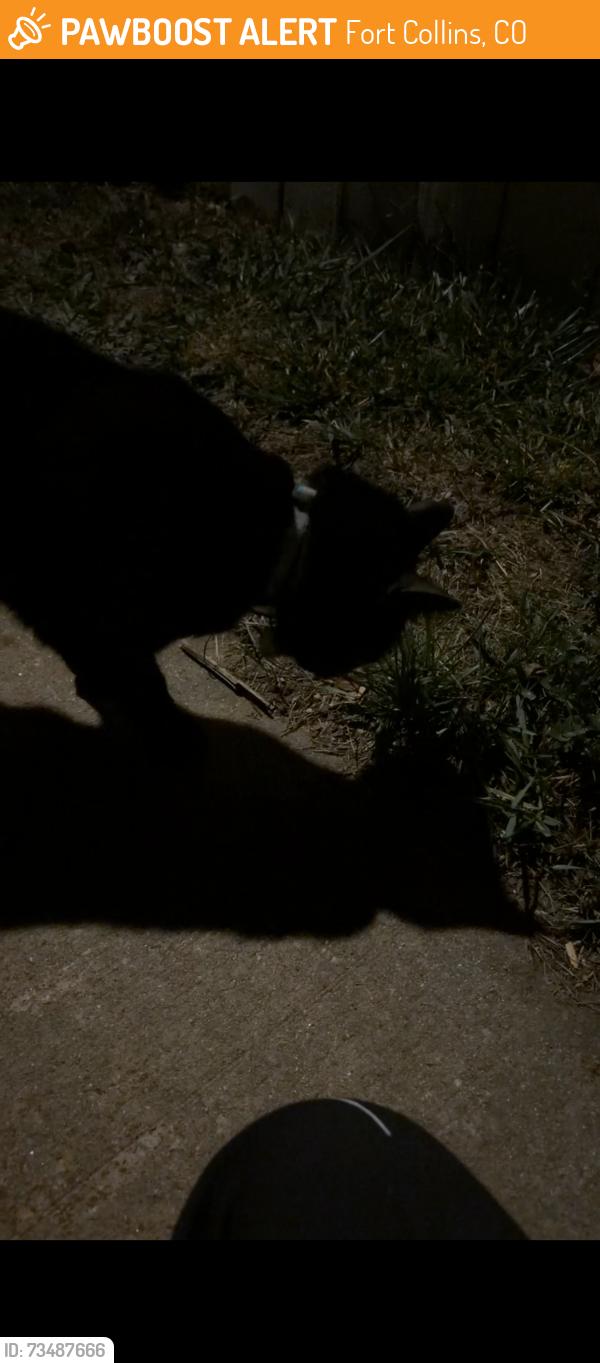 Found/Stray Unknown Cat last seen S lemay ave, Fort Collins, CO 80525