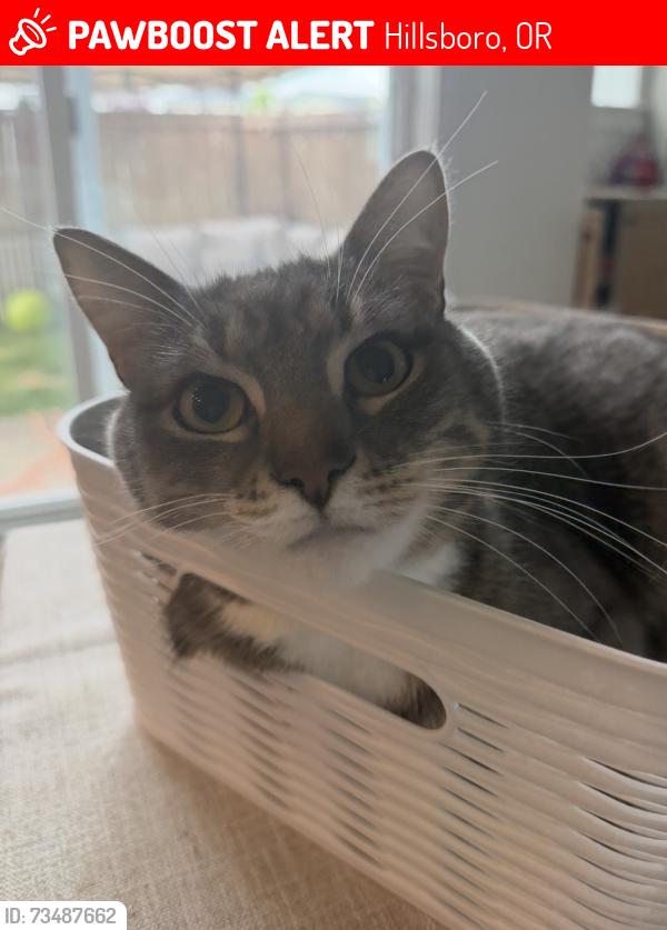 Lost Male Cat last seen Reeds Crossing Park, Hillsboro Oregon, Hillsboro, OR 97123