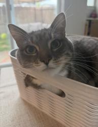 Lost Male Cat last seen Reeds Crossing Park, Hillsboro Oregon, Hillsboro, OR 97123