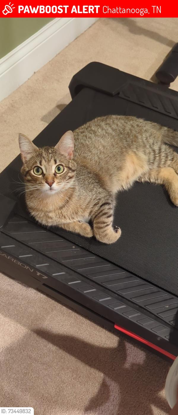 Lost Male Cat last seen Near Grand Harbour Dr hixson tn, Chattanooga, TN 37343