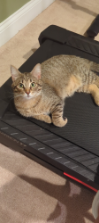 Lost Male Cat last seen Near Grand Harbour Dr hixson tn, Chattanooga, TN 37343