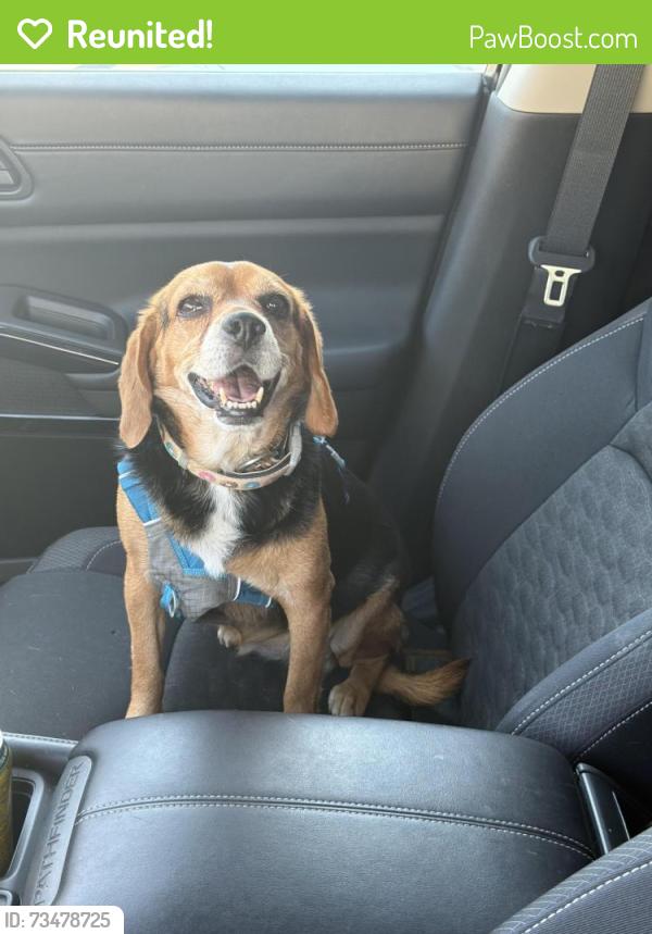 Reunited Female Dog last seen Wheatland ave, Los Angeles, CA 91040