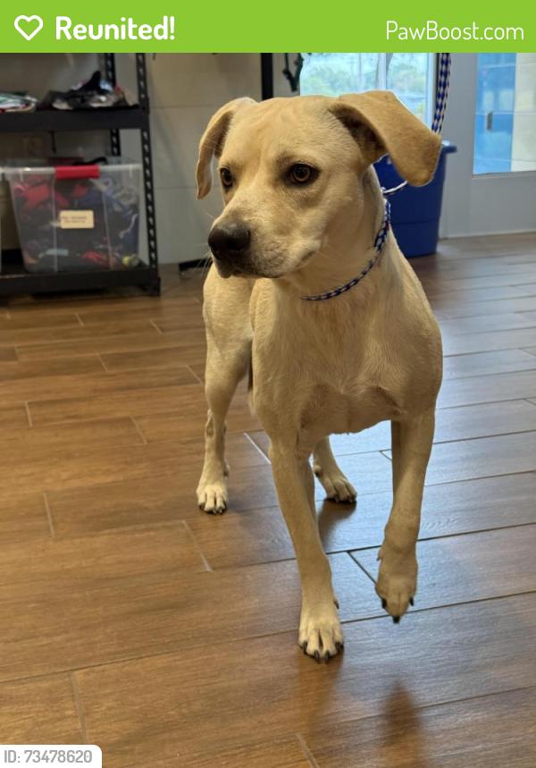 Reunited Female Dog last seen Near Iron Horse Boulevard, North Richland Hills, TX 76180