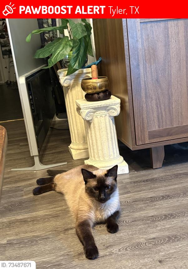 Lost Female Cat last seen Near the vet on broadway, Tyler, TX 75703