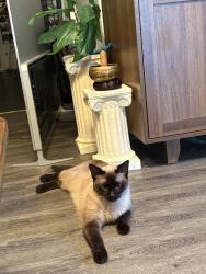 Lost Female Cat last seen Near the vet on broadway, Tyler, TX 75703