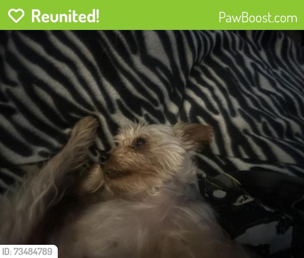 Reunited Female Dog last seen Indian blanket street, Las Vegas, NV 89143