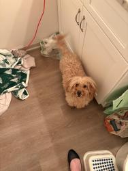 Found/Stray Female Dog last seen Frazier Road, DeKalb County, GA 30033