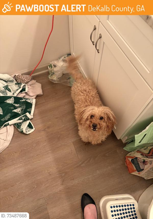 Found/Stray Female Dog last seen Frazier Road, DeKalb County, GA 30033