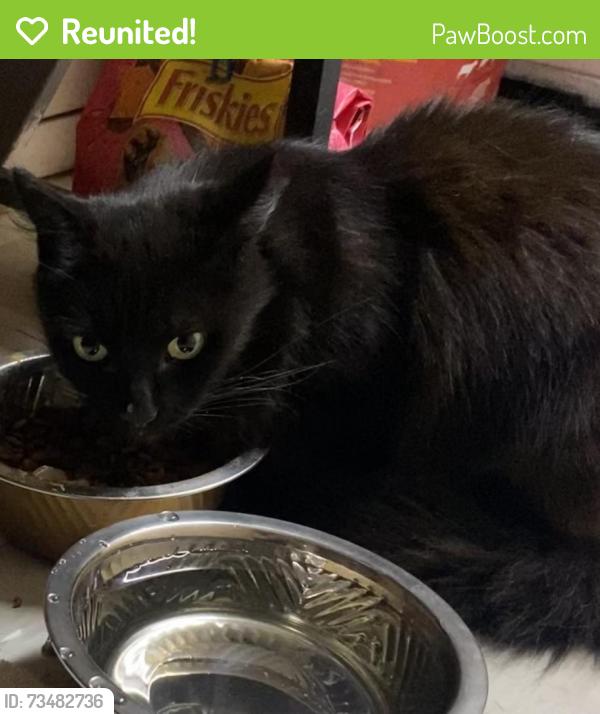 Reunited Female Cat last seen Saw Mill River Road, Yonkers, Ny, Usa, Yonkers, NY 10710