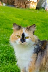 Lost Female Cat last seen Next to a Cattle Exchange, Frankfort, NY 13340