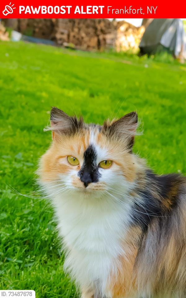 Lost Female Cat last seen Next to a Cattle Exchange, Frankfort, NY 13340