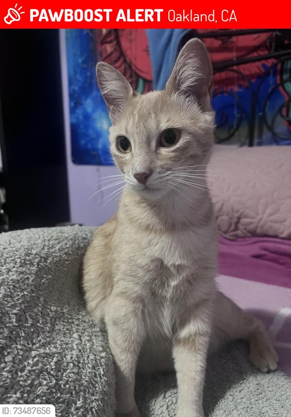 Lost Female Cat last seen Saint Elmo dr, Oakland, CA 94603