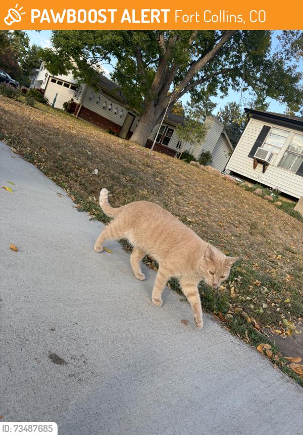 Found/Stray Unknown Cat last seen Kingston dr, Fort Collins, CO 80525