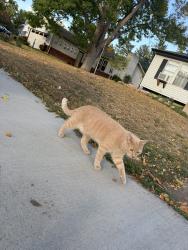 Found/Stray Unknown Cat last seen Kingston dr, Fort Collins, CO 80525