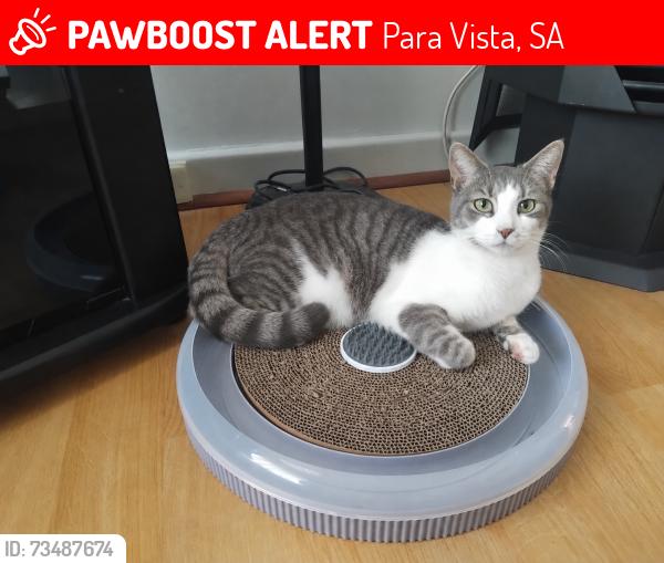 Lost Male Cat last seen Heather Drive and Nelson Road, Para Vista, SA 5093