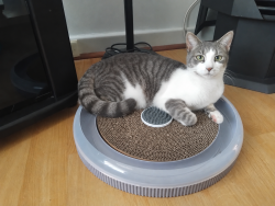 Lost Male Cat last seen Heather Drive and Nelson Road, Para Vista, SA 5093