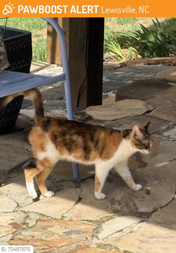Found/Stray Female Cat last seen Alabnon and Bouzeke St, Lewisville, NC 27023