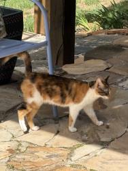Found/Stray Female Cat last seen Alabnon and Bouzeke St, Lewisville, NC 27023