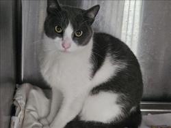 Shelter Stray Male Cat last seen , 3201 Lacy St, Los Angeles, CA 90031, USA