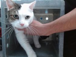 Shelter Stray Female Cat last seen ODELIA / EDITH, 11800 Sunset Gardens Rd SW, Albuquerque, NM 87121, USA