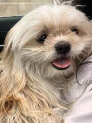 Reunited Male Dog last seen Bradpoint drive and Camino Del Rancho, Las Vegas, NV 89130