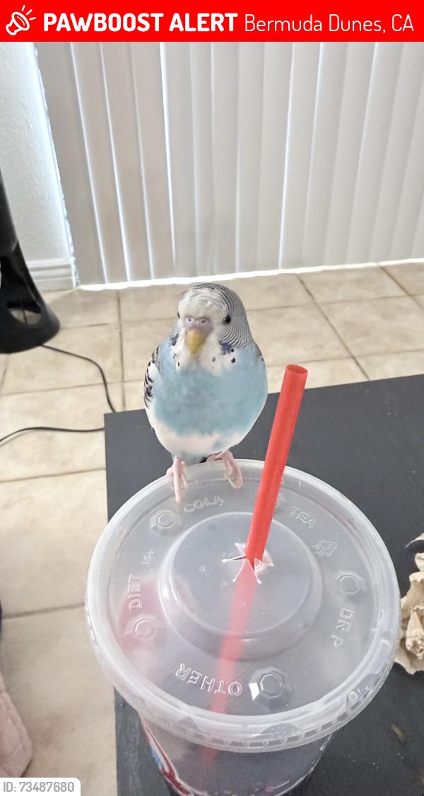Lost Male Bird last seen Saddleback apmts, Bermuda Dunes, CA 92203