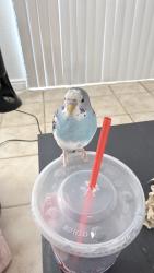 Lost Male Bird last seen Saddleback apmts, Bermuda Dunes, CA 92203