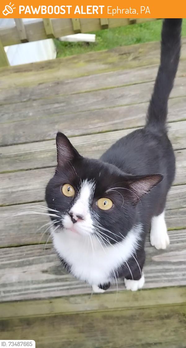 Found/Stray Male Cat last seen Primrose Lane, Ephrata 17522, Ephrata, PA 17522