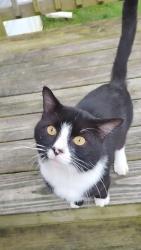 Found/Stray Male Cat last seen Primrose Lane, Ephrata 17522, Ephrata, PA 17522