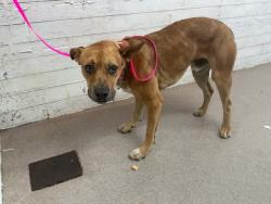 Shelter Stray Male Dog last seen WATERMAN FR. X INDUSTRAIL RD, 333 Chandler Pl, San Bernardino, CA 92408, USA