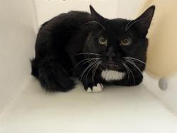 Shelter Stray Male Cat last seen Near BLOCK S 20TH ST, 3839 W Burnham St, West Milwaukee, WI 53215, USA