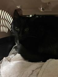 Shelter Stray Female Cat last seen Near BLOCK S 18TH AVE, 12155 Park Blvd, Brighton, CO 80601, USA