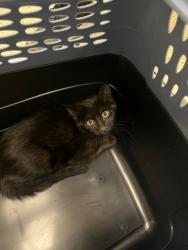Shelter Stray Male Cat last seen PRARIE CENTER BY IXINTY STORE, 12155 Park Blvd, Brighton, CO 80601, USA
