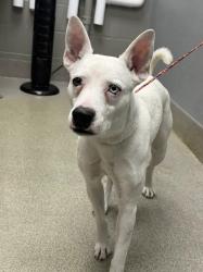 Shelter Stray Female Dog last seen DROPPED AT SHELTER, 655 N Mojave Rd, Las Vegas, NV 89101, USA