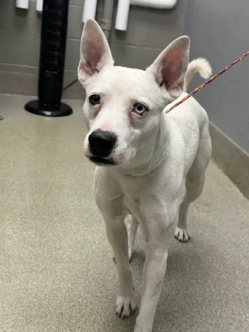 Shelter Stray Female Dog last seen DROPPED AT SHELTER, 655 N Mojave Rd, Las Vegas, NV 89101, USA