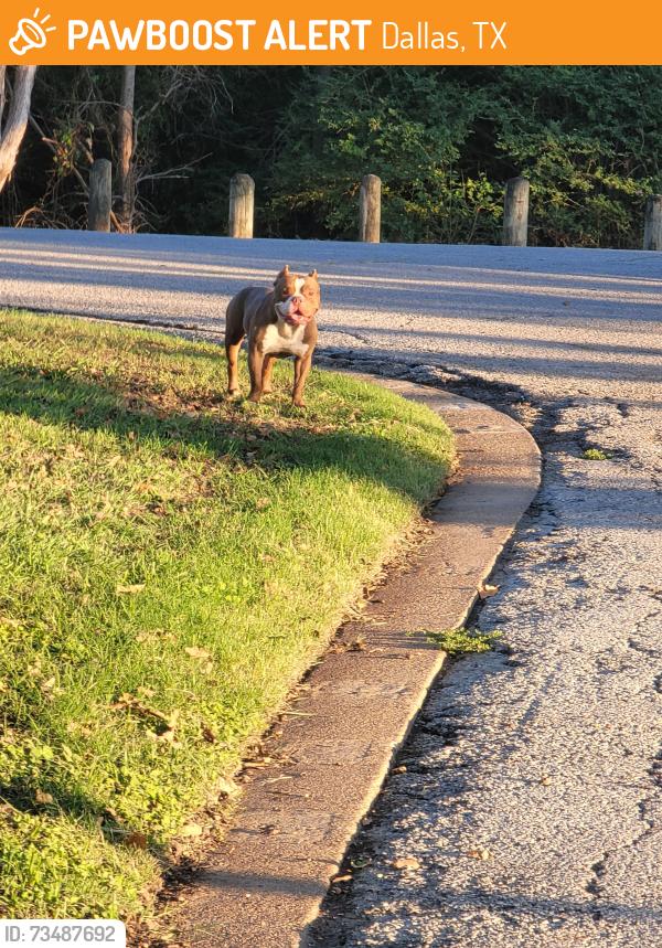 Found/Stray Male Dog last seen Prairie creek, Dallas, TX 75217