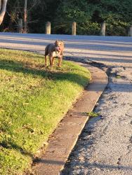 Found/Stray Male Dog last seen Prairie creek, Dallas, TX 75217