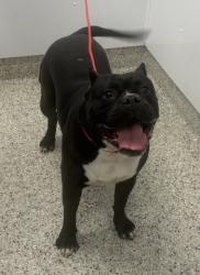 Shelter Stray Male Dog last seen Near BLOCK W CHICAGO ST, DETROIT MI 48228, 1431 E Ferry St, Detroit, MI 48211, USA