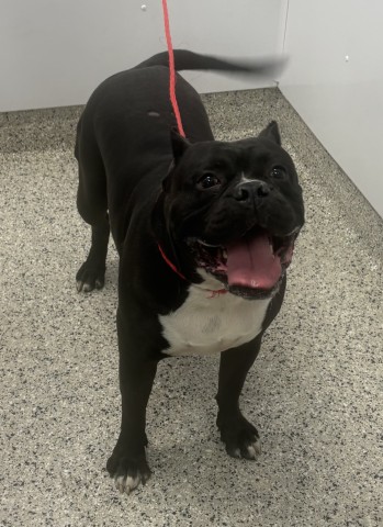 Shelter Stray Male Dog last seen Near BLOCK W CHICAGO ST, DETROIT MI 48228, 1431 E Ferry St, Detroit, MI 48211, USA