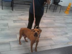 Shelter Stray Female Dog last seen CHARLOTTE, 8315 Byrum Dr, Charlotte, NC 28217, USA