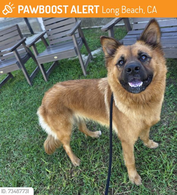 Found/Stray Female Dog last seen Near E Anaheim St, Long Beach, CA 90804, Long Beach, CA 90804