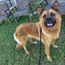 Found/Stray Female Dog last seen Near E Anaheim St, Long Beach, CA 90804, Long Beach, CA 90804
