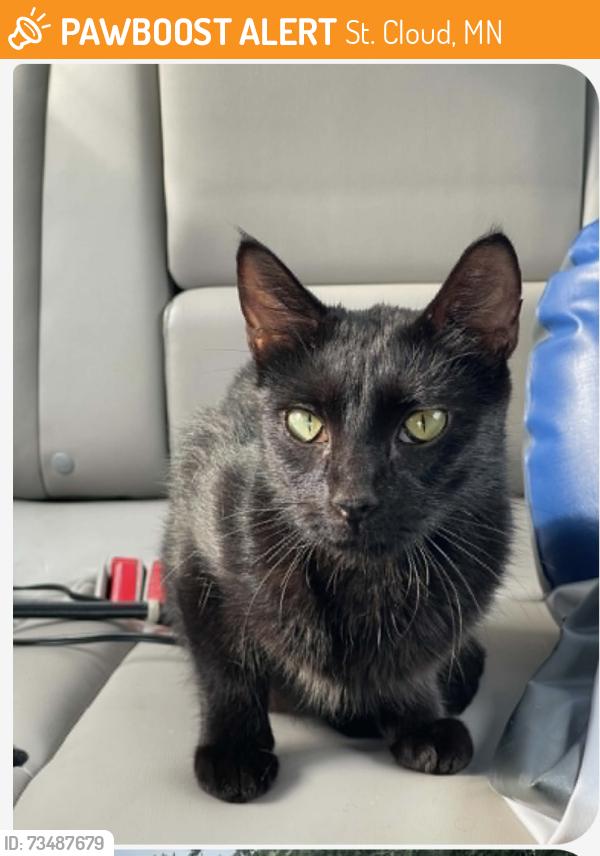 Found/Stray Female Cat last seen Timber Cove apartments on 41st Ave S, 42nd Ave S, W St. Germain Street, St. Cloud, MN 56301