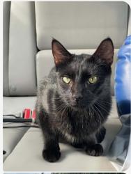 Found/Stray Female Cat last seen Timber Cove apartments on 41st Ave S, 42nd Ave S, W St. Germain Street, St. Cloud, MN 56301