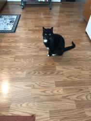 Reunited Male Cat last seen Near indian way north saint paul mn 55109, North Saint Paul, MN 55109