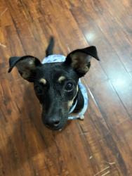 Reunited Male Dog last seen southwell and southlea, Houston, TX 77033