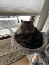 Lost Female Cat last seen Utica rd and clinton river trail, Sterling Heights, MI 48313