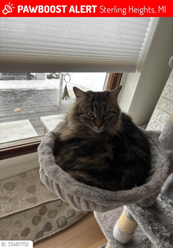 Lost Female Cat last seen Utica rd and clinton river trail, Sterling Heights, MI 48313